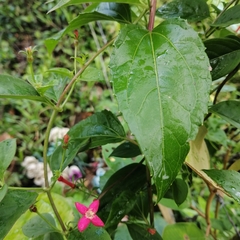 Manettia reclinata