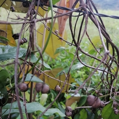 Manettia reclinata