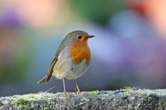 Erithacus rubecula