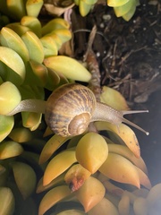 Cornu aspersum
