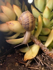 Cornu aspersum