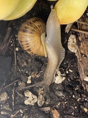 Cornu aspersum