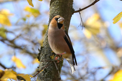 Coccothraustes coccothraustes