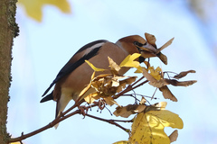 Coccothraustes coccothraustes