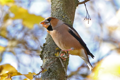 Coccothraustes coccothraustes