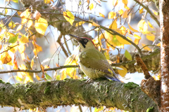 Picus viridis