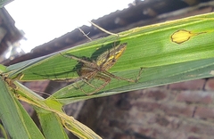 Oxyopes macilentus