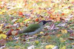 Picus viridis