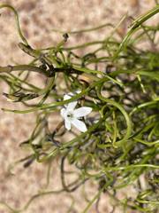 Orianthera tortuosa