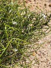 Orianthera tortuosa
