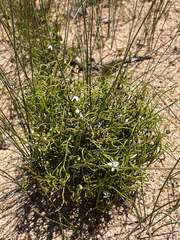 Orianthera tortuosa
