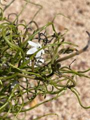 Orianthera tortuosa