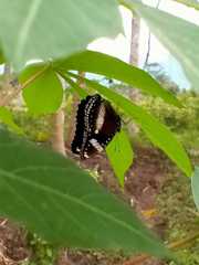 Hypolimnas bolina