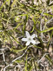 Orianthera tortuosa