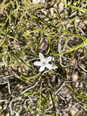 Orianthera tortuosa