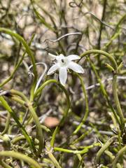 Orianthera tortuosa