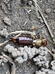 Forficula auricularia