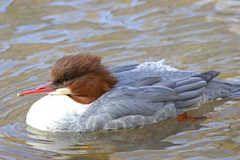 Mergus merganser