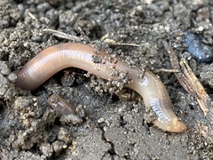 Lumbricus terrestris
