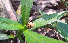 Cheilomenes sexmaculata