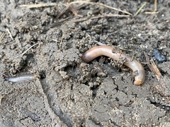 Lumbricus terrestris