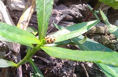 Cheilomenes sexmaculata