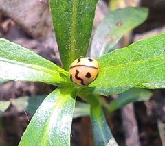 Cheilomenes sexmaculata