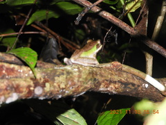 Chalcorana raniceps