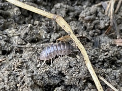 Armadillidium vulgare