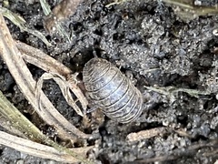 Armadillidium vulgare