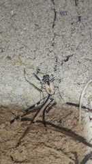 Ellipsoptera hamata pallifera