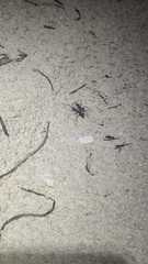 Ellipsoptera hamata pallifera