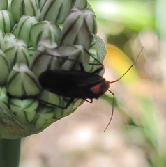Capsodes bicolor