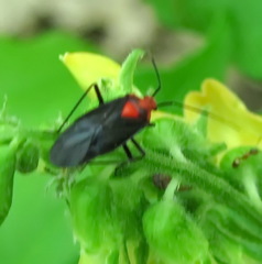 Capsodes bicolor