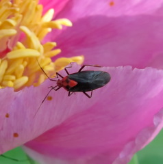 Capsodes bicolor