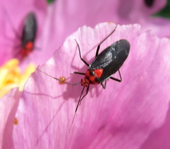 Capsodes bicolor
