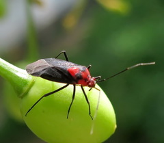 Capsodes bicolor