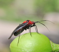 Capsodes bicolor