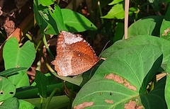 Elymnias hypermnestra