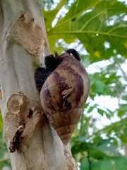 Lissachatina fulica