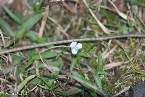 Murdannia nudiflora, 2021-11-26