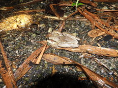 Polypedates macrotis