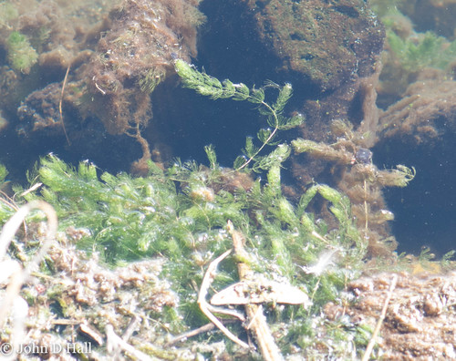 Ceratophyllum demersum, 2021-11-26