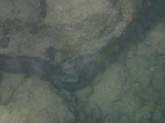 Gymnothorax rueppelliae