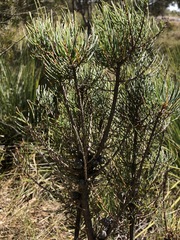 Allocasuarina pusilla