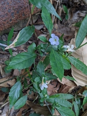 Strobilanthes tetrasperma