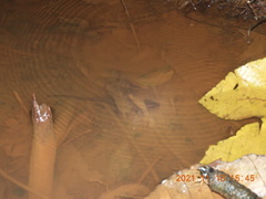 Eutropis rudis