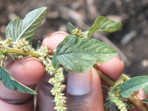 Spiny amaranth (Amaranthus spinosus)