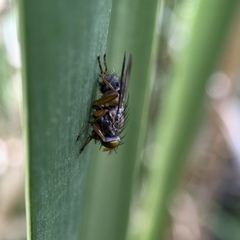 Pygophora apicalis