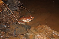 Limnonectes malesianus